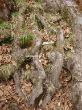 deep roots